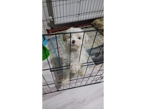 Maltipoo 3 aylık yavru