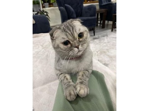 Çiftleştirme ilanı scottish fold