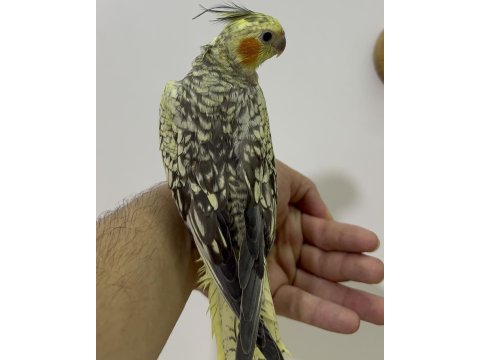 Eğitimli yavru sultan papağanları