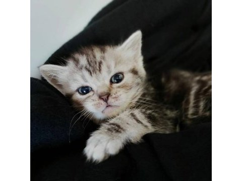 Silver ns24 british shorthair evden