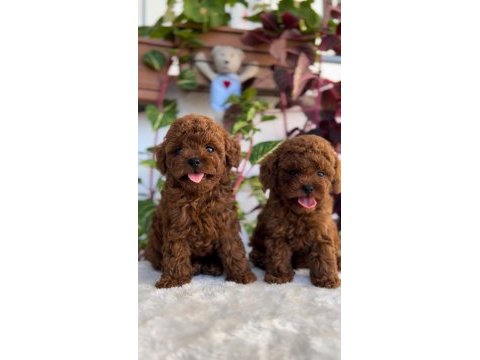 Red brown kore kan erkek poodle