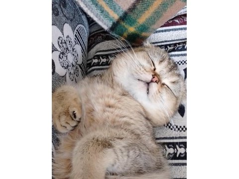 Kedim tarçını çifleştirmek için erkek eş arıyorumm