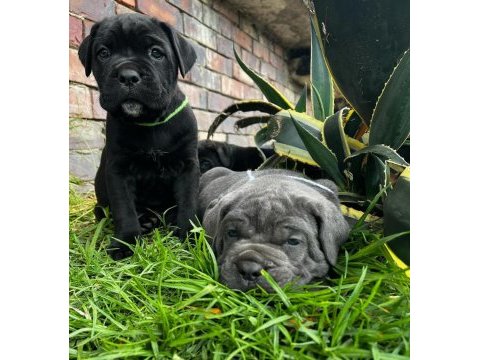A şecereli anne babadan cane corso yavrular kapıda ödeme