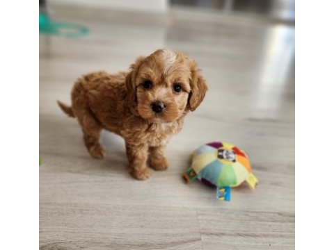 Maltipoo  yavrularımız 