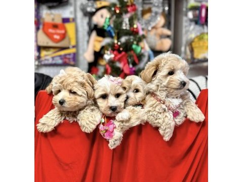 0 numara maltipoo bebeklerimiz