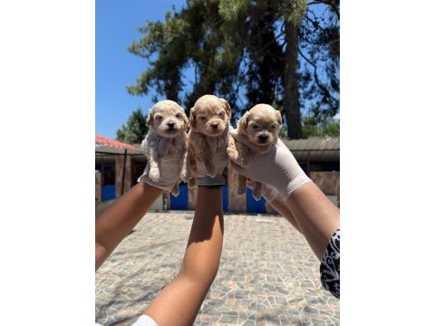 Maltipoo yavrularımız ruhsatlı çiftliğinden