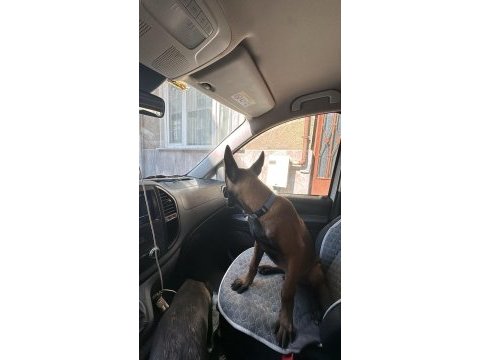Safkan belçika malinois