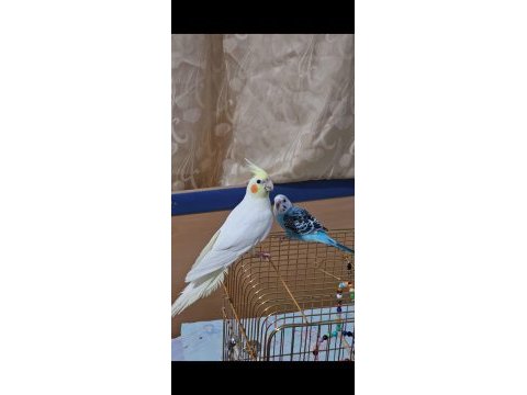 Lutino sultan papağanı