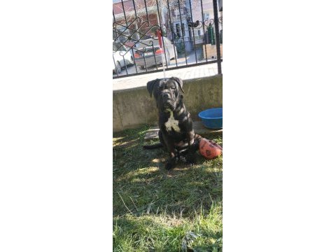 Safkan cane corso