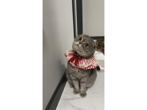 Scottish fold sağlık sebeplerinden dolayı sahiplendiriyorum