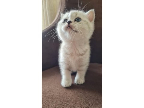 British shorthair silver yavrularımız