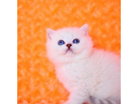 Süt beyaz ns1133 british shorthair