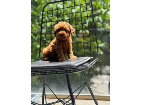 Tatlı toy poodle bebeklerim