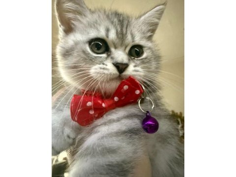 British whiskas 4 aylık