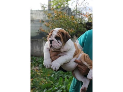İngiliz bulldog şehirin dedikoduları