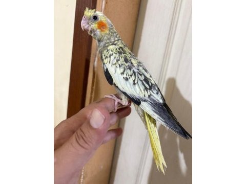 41 günlük harika sultan papağanı bebek