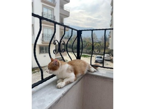 Kedimiz leo kendine yeni yuva arıyor