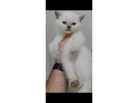 British shorthair yavrumuz