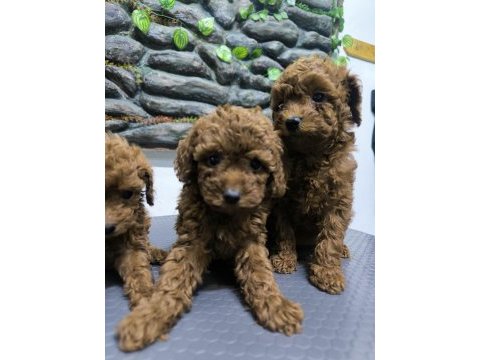 10 ağustos doğumlu kore kan poodle yavrular