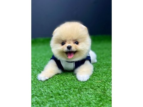 Pomeranian boo