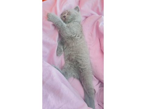 Minik scottish fold prenses