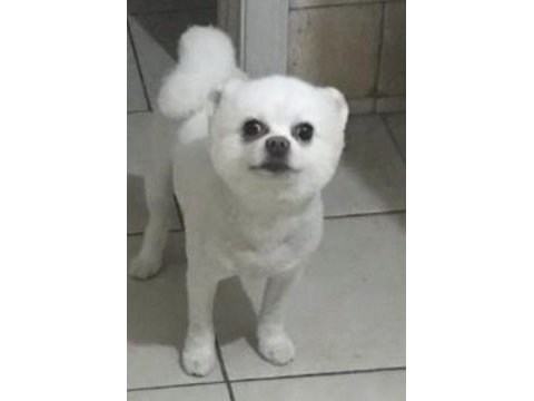 Sahiplendirilecek pomeranian boo