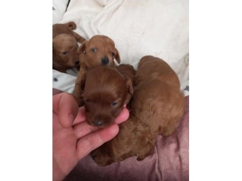 Poodle yavrularımız