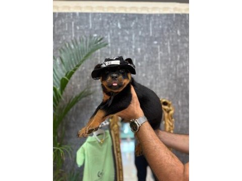 Şecereli rottweiler yavrularımız yenı aılesını beklıyor
