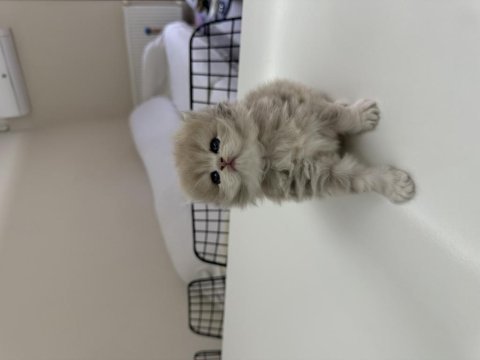 2 dişi ve 2 erkek british longhair
