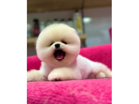 Orjinal pomeranian boo