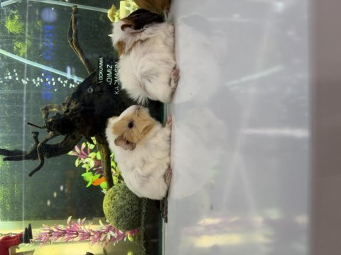 Ginepig yavruları citypetshop