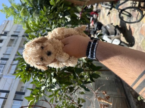 Her renk poodle yavru sağlıklı