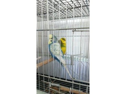 Takım muhabbet kuşu yumurtlayacak 4 veya 5 gün içinde