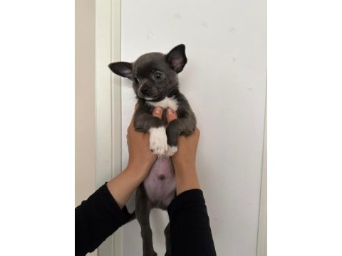 Lilac gri renk erkek chihuahua