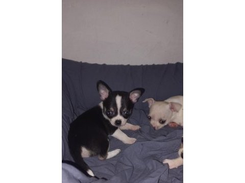 Chihuahua puppies