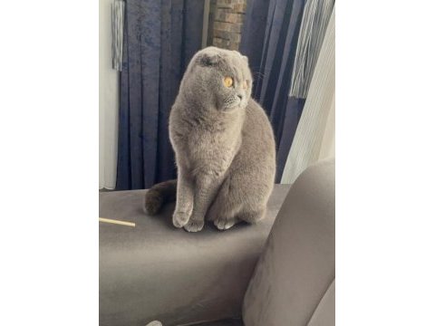 Scottish fold dişi 1,5 yaşında sağlıklı kedimiz