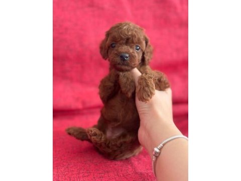 Safkan kore poodle yavrular