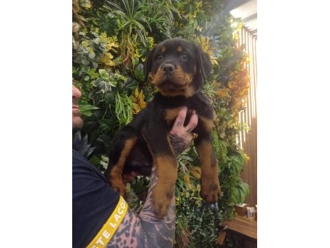 Macar koca. kafa rotweiller