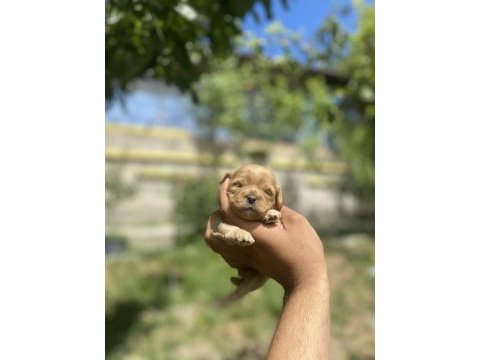Maltipoo yavrularımız