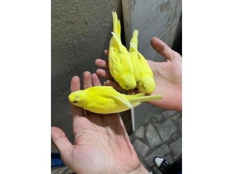 Yeni yeme düşen muhabbet kuşu yavrular