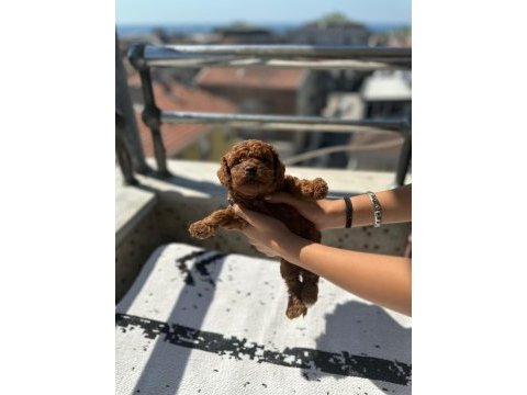 Toy poodle yavrular kaçırma