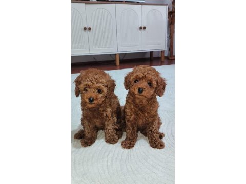 Kalite poodle tesadüf değildir