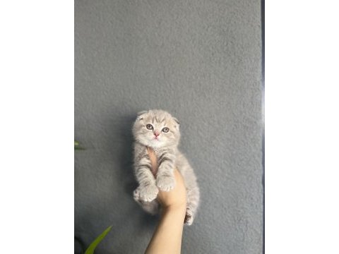 Scottish fold silver yavrular
