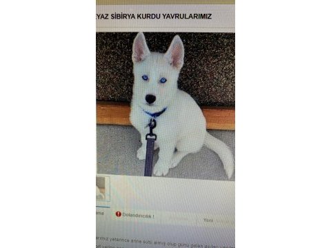 Irk ve sağlık garantili husky (sibirya kurdu) yavrular