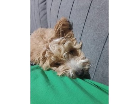 6 aylık maltipoo yavru