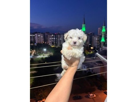 Kore maltese