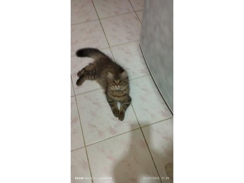British longhair bambam