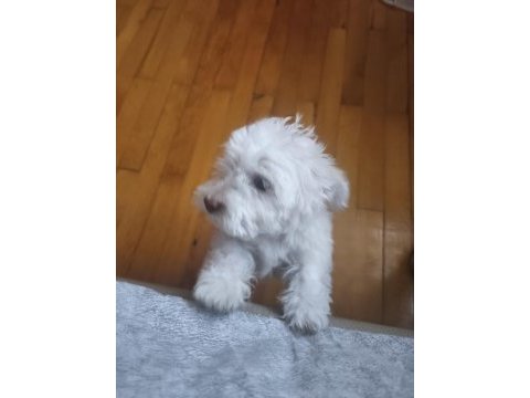 Maltese terrier 3 aylık