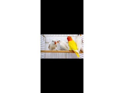 Yeni yeme düşen lutino albino cennet papağanlar