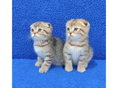 Teslime hazır mükemmel bir scottish fold yavrular